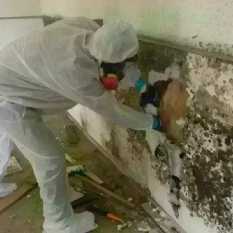 Mold Remediation and Removal in Irvine, KY